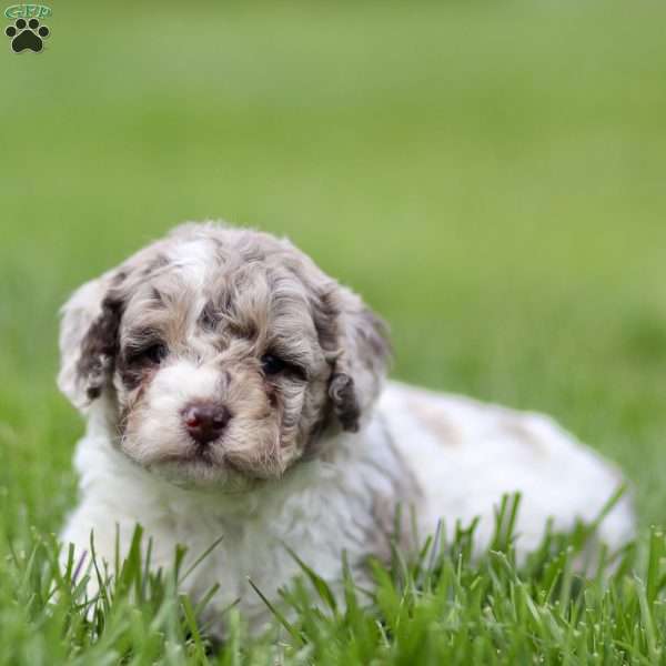 Hugo, Toy Poodle Puppy