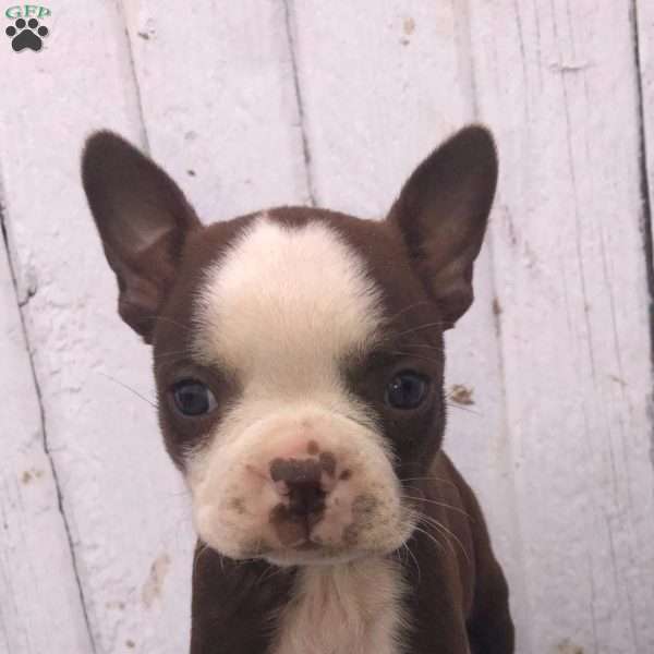 Turbo, Boston Terrier Puppy