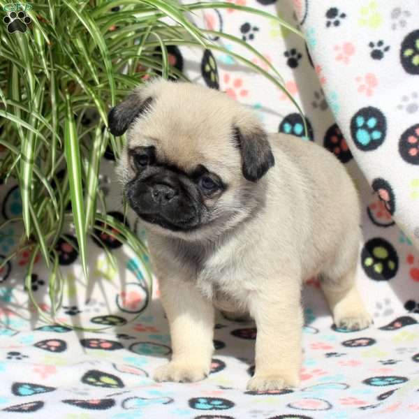 Earl, Pug Puppy