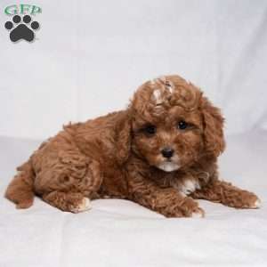 Easton, Cavapoo Puppy