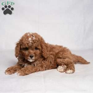 Easton, Cavapoo Puppy