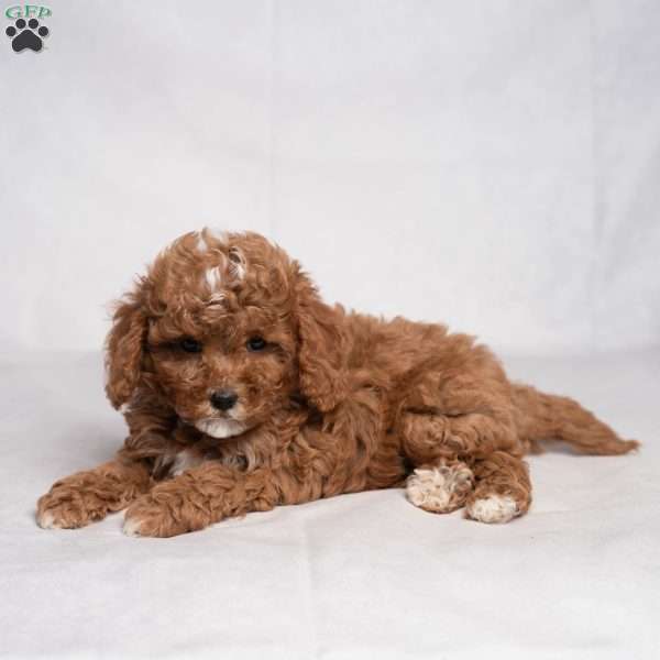 Easton, Cavapoo Puppy
