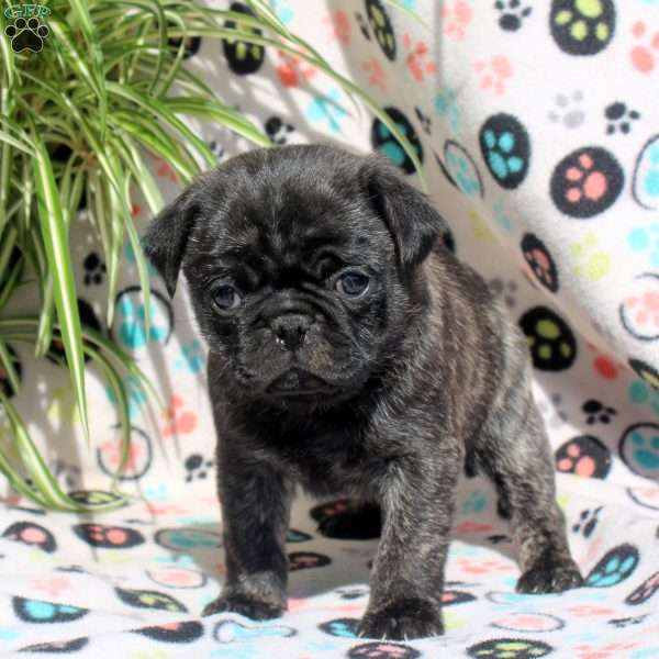 Eddie, Pug Puppy
