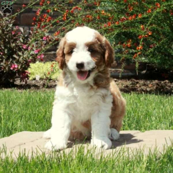 Eddie, Mini Goldendoodle Puppy