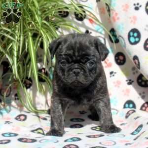 Eddie, Pug Puppy