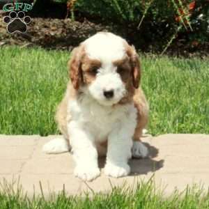 Eddie, Mini Goldendoodle Puppy