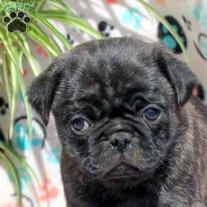 Eddie, Pug Puppy