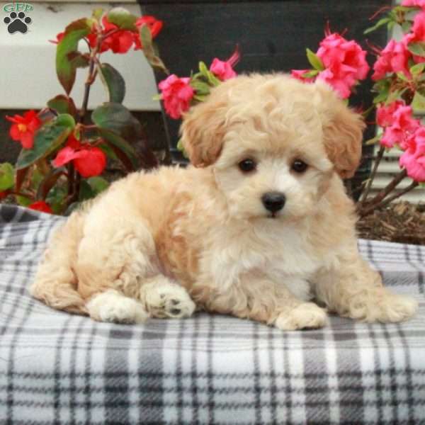 Effie, Maltipoo Puppy