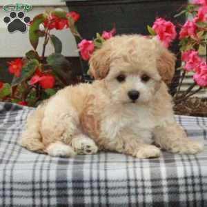 Effie, Maltipoo Puppy