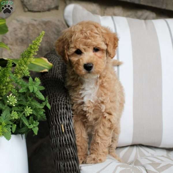 Eli, Bich-Poo Puppy