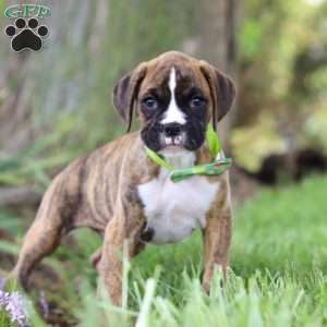 Elias, Boxer Puppy