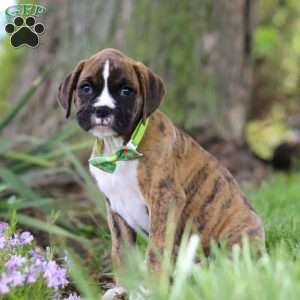 Elias, Boxer Puppy