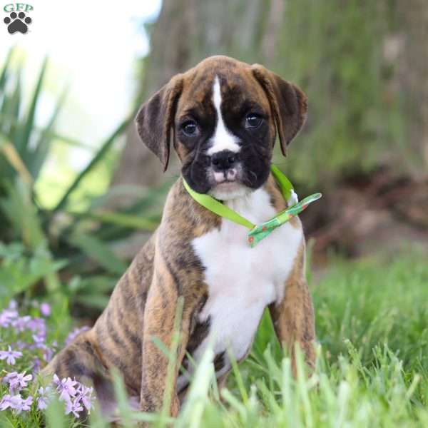Elias, Boxer Puppy