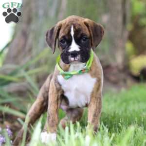 Elias, Boxer Puppy