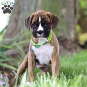 Elias, Boxer Puppy