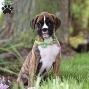 Elias, Boxer Puppy