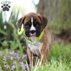 Elias, Boxer Puppy