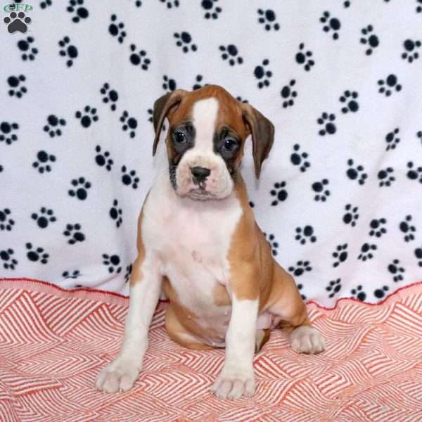 Ellen, Boxer Puppy