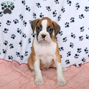 Ellen, Boxer Puppy