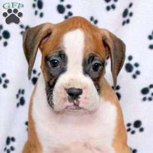 Ellen, Boxer Puppy