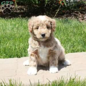 Elliot, Mini Goldendoodle Puppy