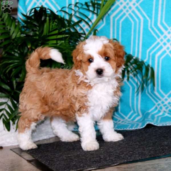 Elliot, Havapoo Puppy