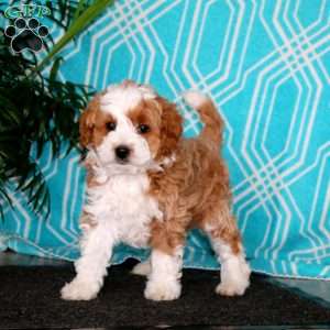 Elliot, Havapoo Puppy