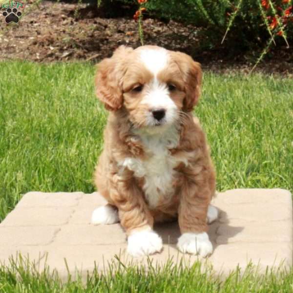 Eloise, Mini Goldendoodle Puppy