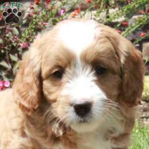 Eloise, Mini Goldendoodle Puppy