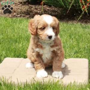 Eloise, Mini Goldendoodle Puppy