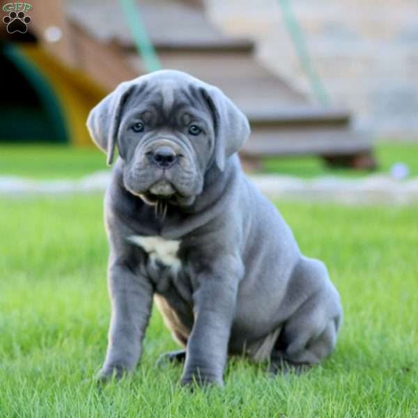 Elsa, Cane Corso Puppy