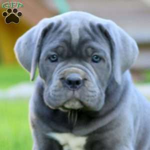 Elsa, Cane Corso Puppy