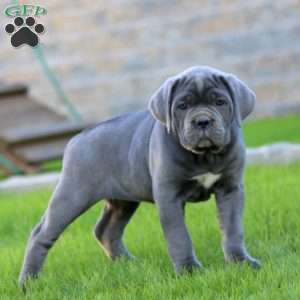 Elsa, Cane Corso Puppy