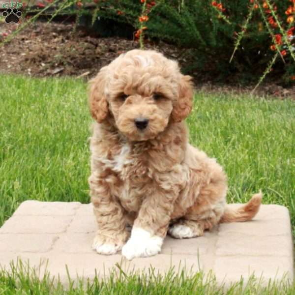 Elton, Mini Goldendoodle Puppy