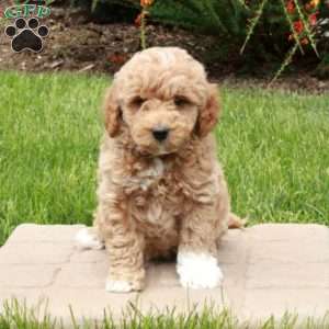 Elton, Mini Goldendoodle Puppy