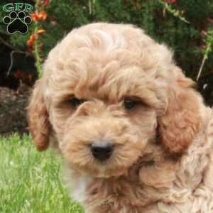 Elton, Mini Goldendoodle Puppy