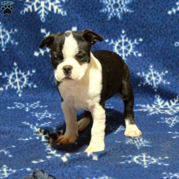 Elvis, Boston Terrier Puppy