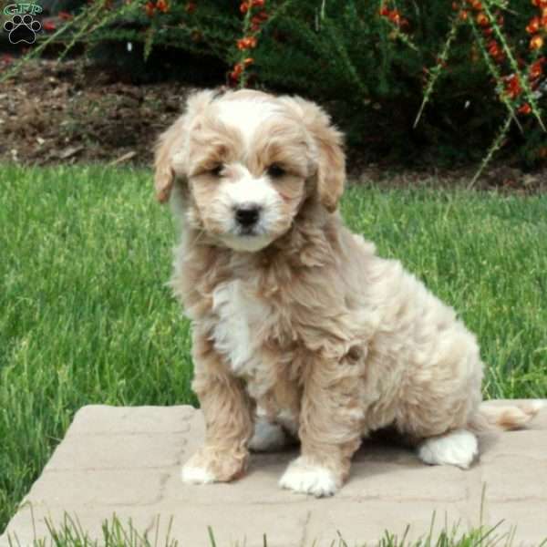 Elvis, Mini Goldendoodle Puppy