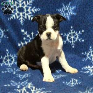 Elvis, Boston Terrier Puppy