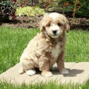 Elvis, Mini Goldendoodle Puppy