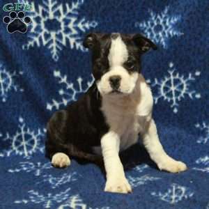 Elvis, Boston Terrier Puppy
