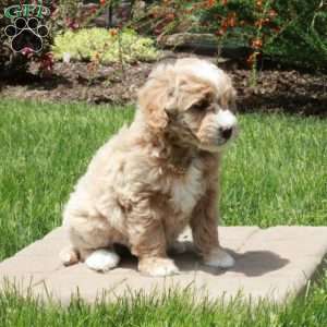 Elvis, Mini Goldendoodle Puppy