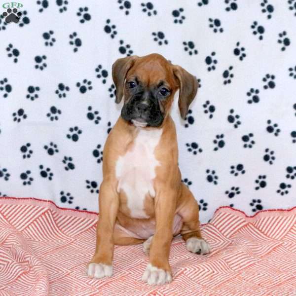 Emily, Boxer Puppy