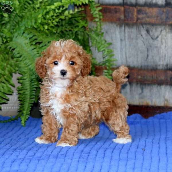 Emily, Toy Poodle Puppy
