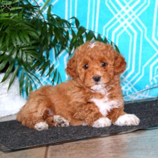 Emily, Havapoo Puppy