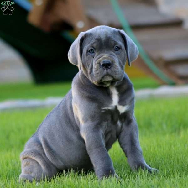 Emily, Cane Corso Puppy