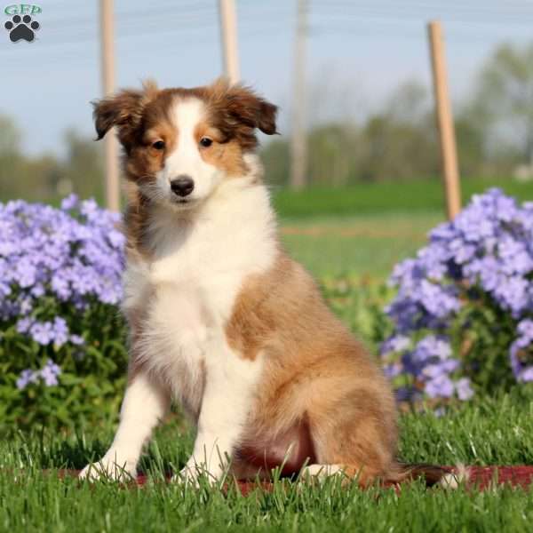 Emily, Sheltie Puppy