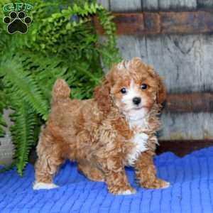 Emily, Toy Poodle Puppy