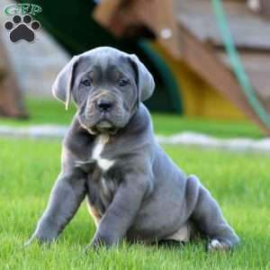 Emily, Cane Corso Puppy