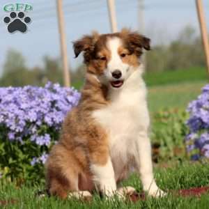 Emily, Sheltie Puppy
